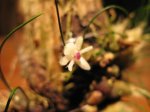 orquídeas0003.JPG