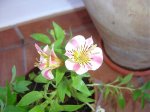 DSC04005.jpg