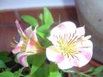 DSC04006.jpg