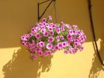 FOTOS 011.jpg