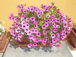 FOTOS 008.jpg