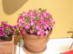 FOTOS 010.jpg