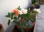 HIBISCO F.2.JPG