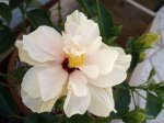 FLOR F.1.JPG