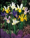 Iris hollandica I.jpg