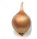 Bulbo de Iris hollandica.jpg