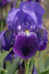 Iris germanica I.jpg