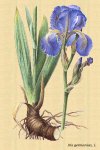 Rizoma de Iris germanica.jpg