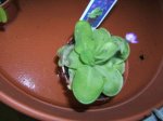 pinguicula mala.jpg