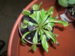 dionaea con hojas secas.jpg