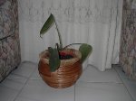 Monstera.jpg