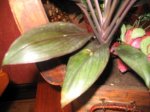 tronco cordyline.jpg