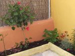 foro patio 2.JPG