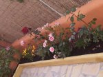 foro patio 3.JPG