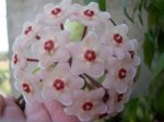 hoya.jpg