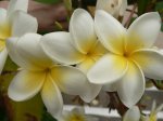 Flor 2.jpg