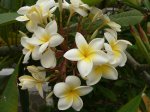 Flor 3.jpg