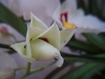 miltoniopsis blanca abriendose1.JPG