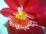 detalle miltoniopsis roja.JPG