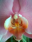 detalalle phalaenopsis.JPG