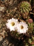flores de cactus.JPG