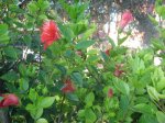 Imagen 006.jpg