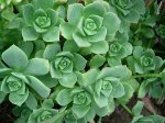 aeonium castello paivae.jpg