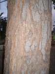 tronco arbol campo.JPG