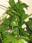 plantas 027.jpg
