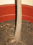 plantas 025.jpg