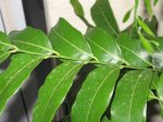 plantas 028.jpg