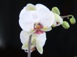 Orquídea blanca 1.jpg
