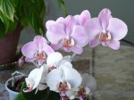 Orquídeas 2.jpg