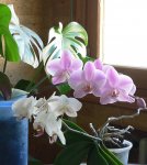 Orquídeas 3.jpg