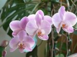 Orquídea 4.jpg
