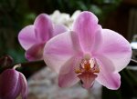IMG_1359 Mi orquídea morada.jpg