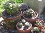 regalables (conjunto).JPG