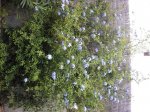 plumbago.JPG
