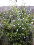 plumbago.JPG
