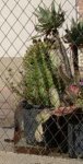 cactus semillas.jpg