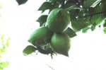 LIMONES VERDES.JPG