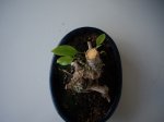 IMGP0710.JPG
