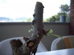 IMGP0711.JPG