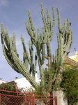 DSCN5906.jpg