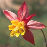 aguileña estrella roja.jpg