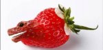 freselagarto.jpg