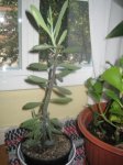 IMG_1630comprimido.JPG