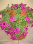 petunias 1.jpg