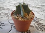 achicamirti6.jpg