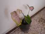 caladio 004.jpg